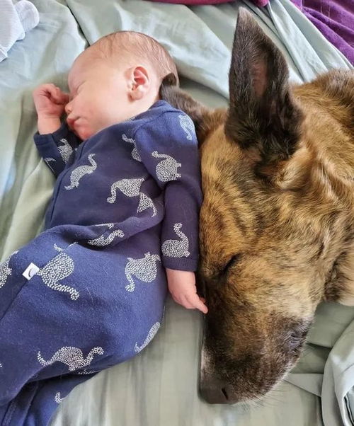 15張可以帶來歡樂的寵物照片