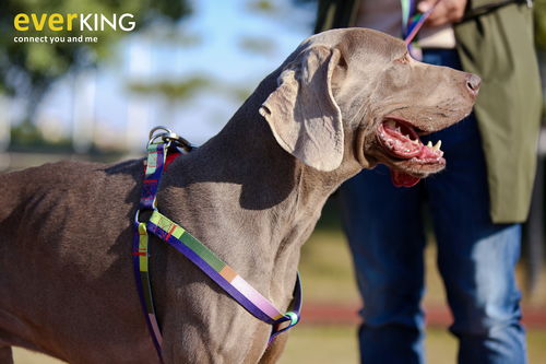 寵物攝影新潮流 everking用品與創(chuàng)意道具的完美融合